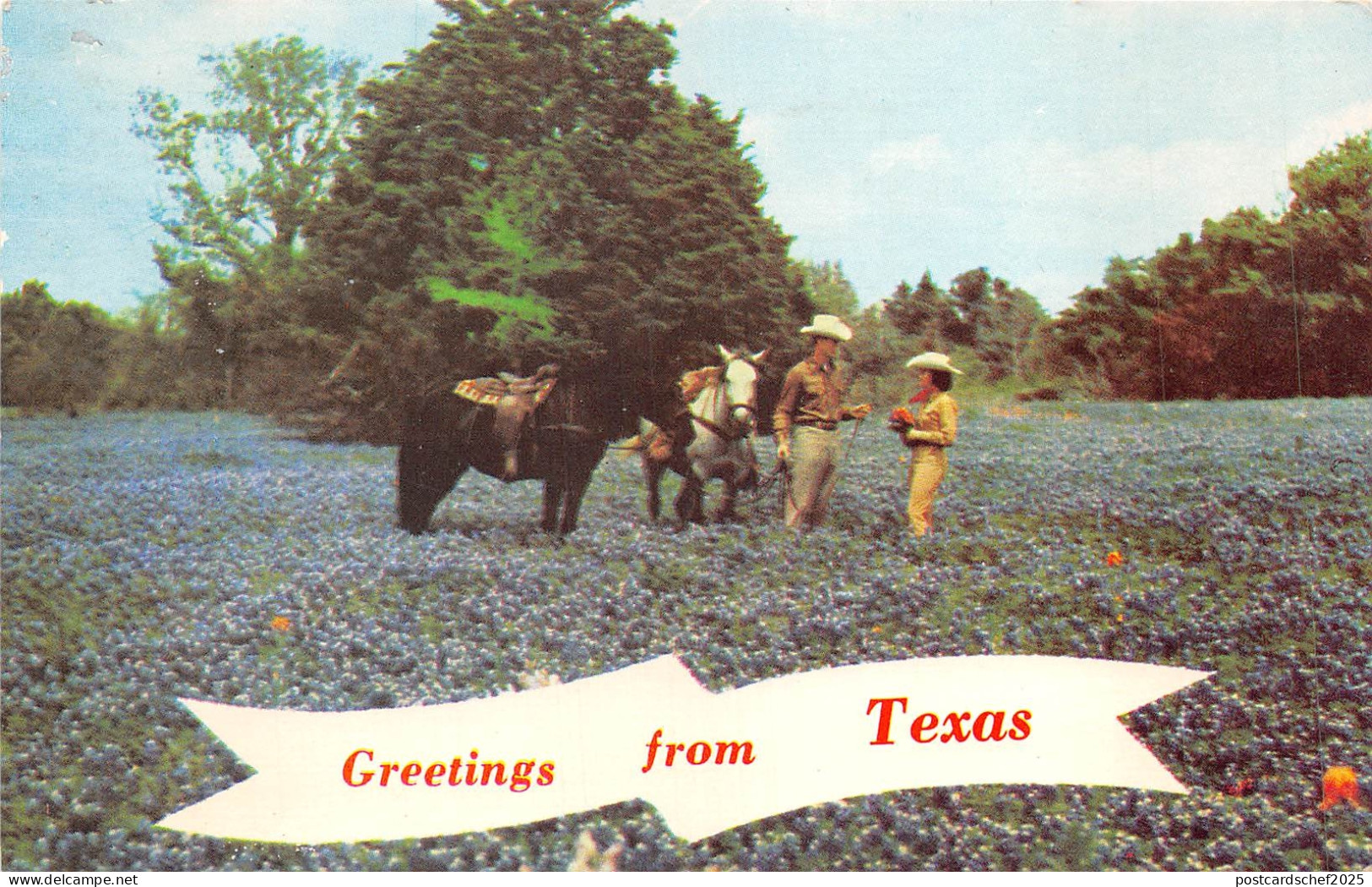 US2 USA TX greetings from Texas Bluebonnets cowboy 1972 horse Washington stamp