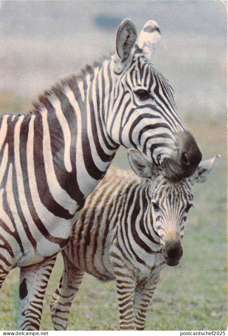US24 Africa reserve africaine de Sigean zebres animals