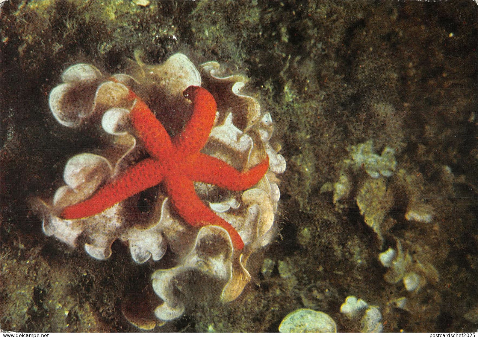 US4021 Malte Fonds Marins malta