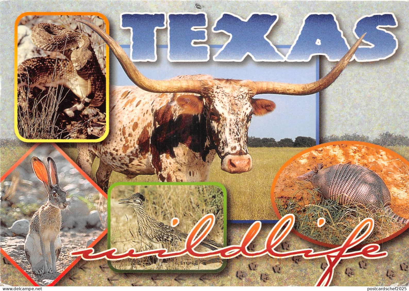 US7 USA TX Texas wildlife multi view