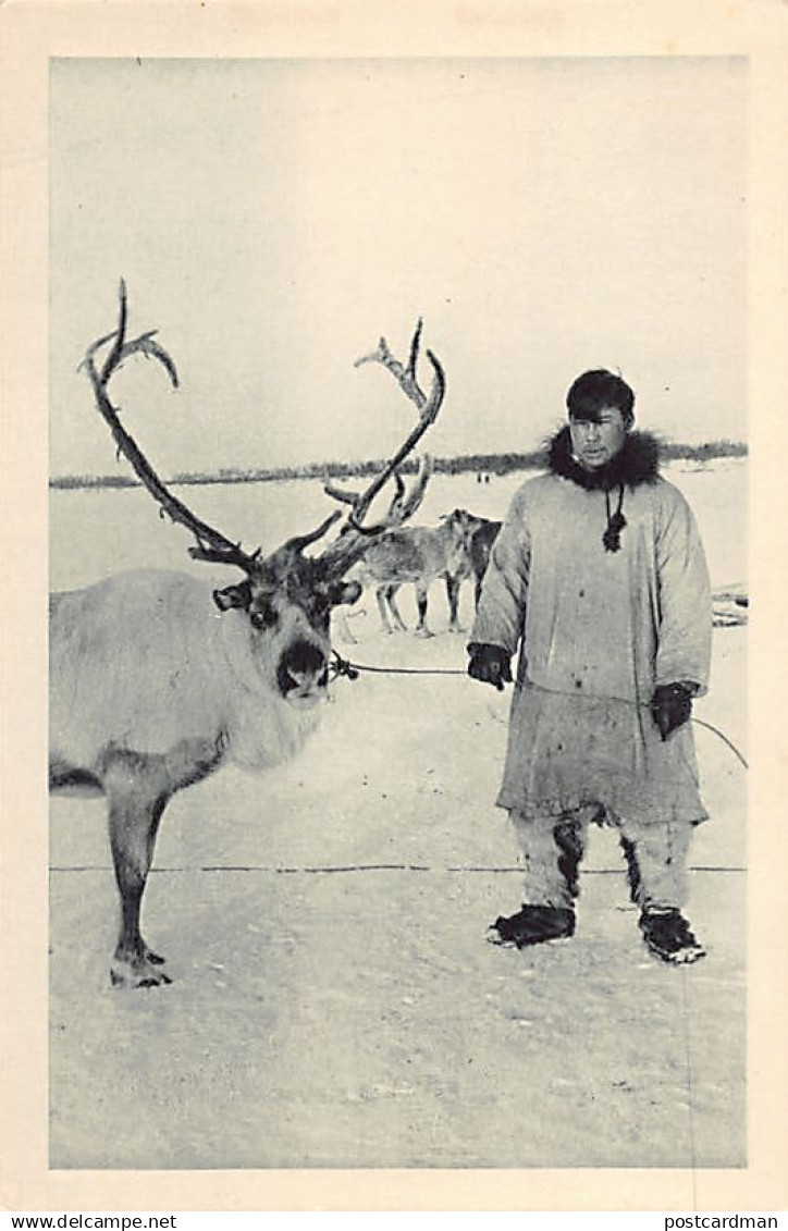 Usa - ALASKA - Reindeer