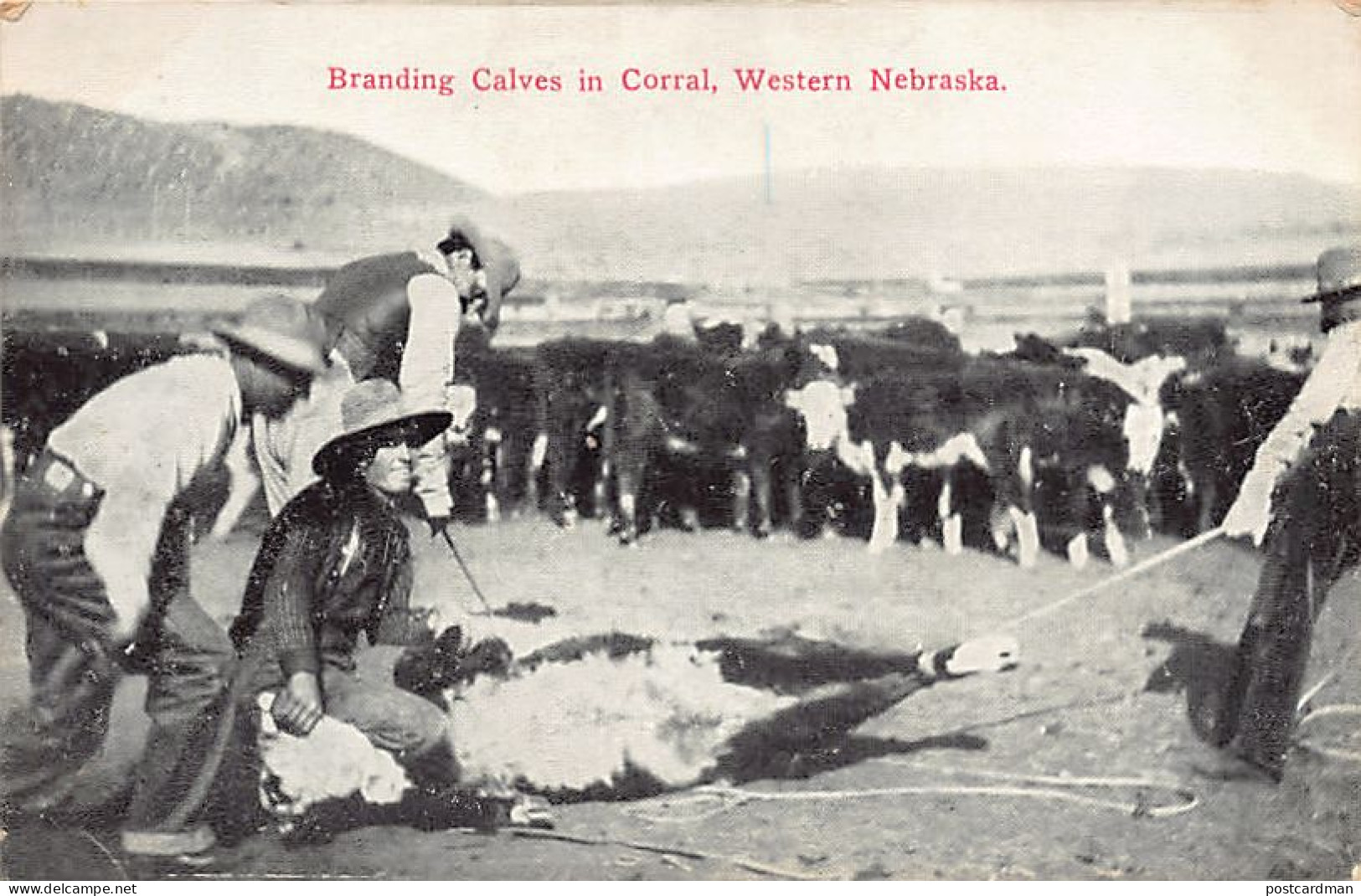Usa - ALLIANCE (NE) Western Nebraska - Branding Calves in Corral - Publ. Miller Bros. 10