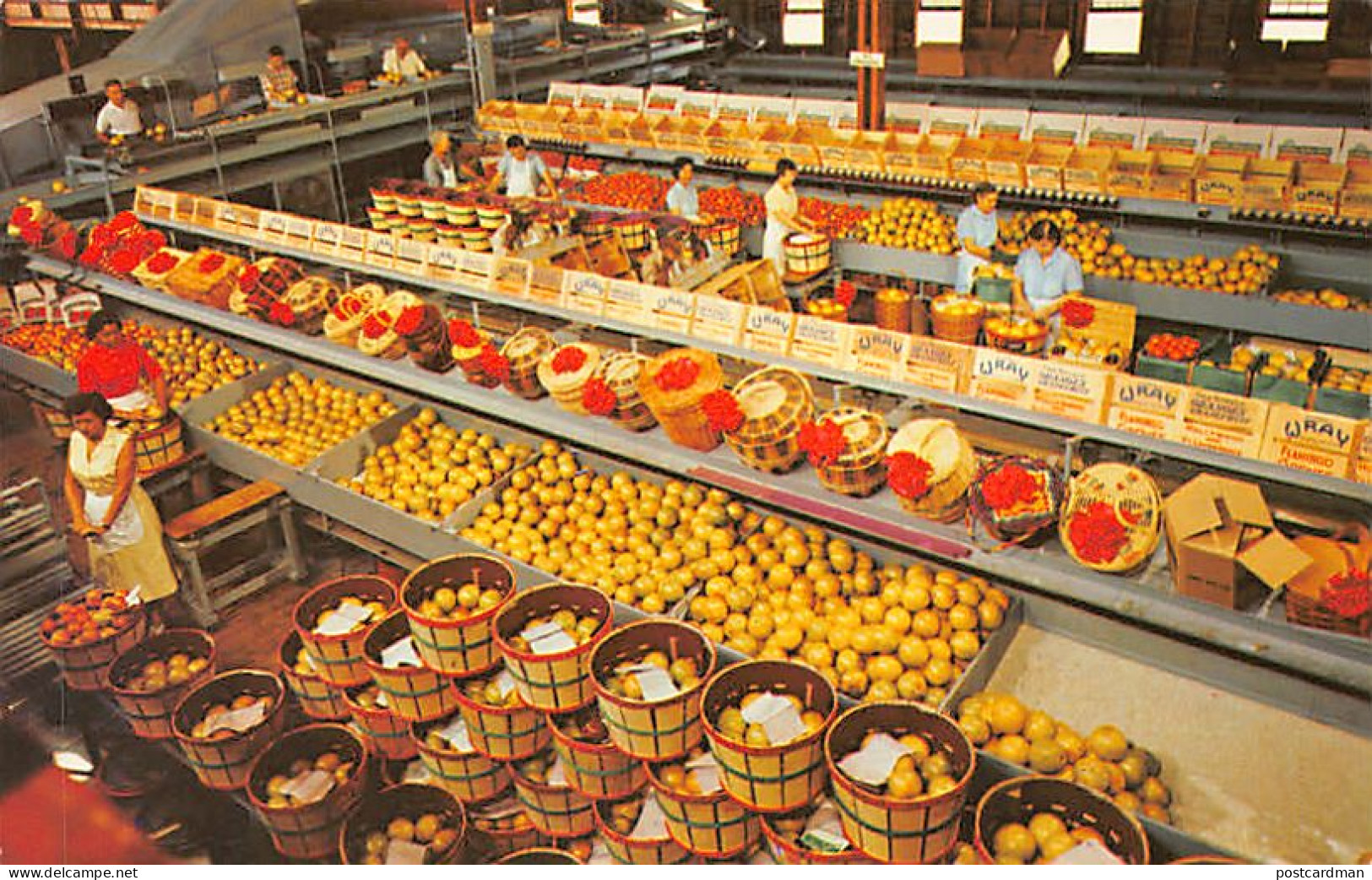 Usa - FORT LAUDERDALE (FL) One of largest Gift Citrus packing houses, Floyd Wray's