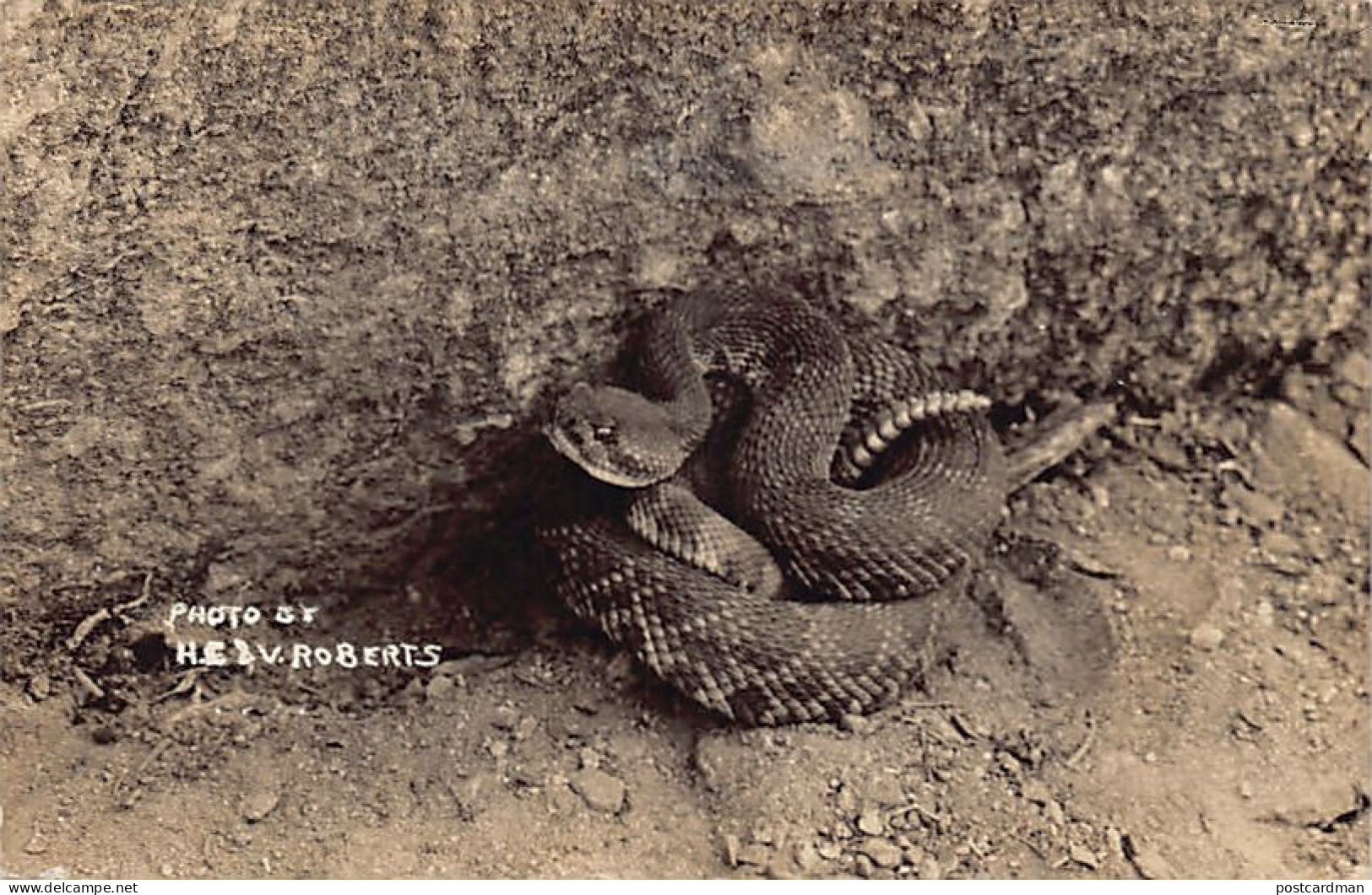 Usa - Sequoia and Kings Canyon National Parks (CA) Snake - REAL PHOTO Henry E. Roberts