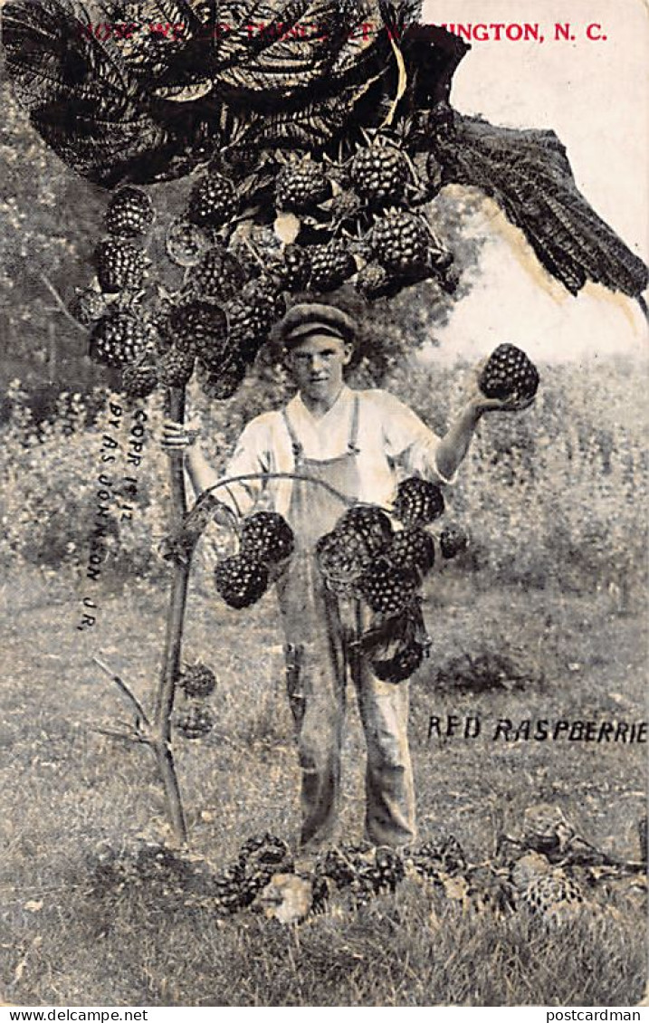 Usa - WILMINGTON (NC) Red Raspberrie