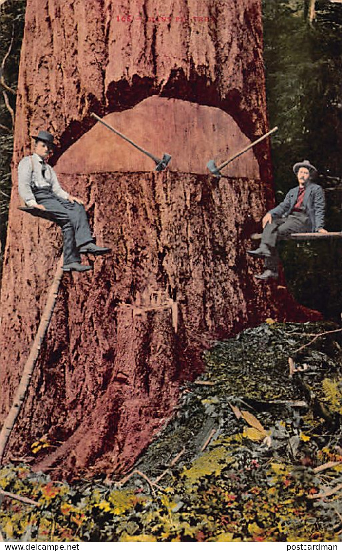 Usa - YOSEMITE (CA) Giant Fir Tree