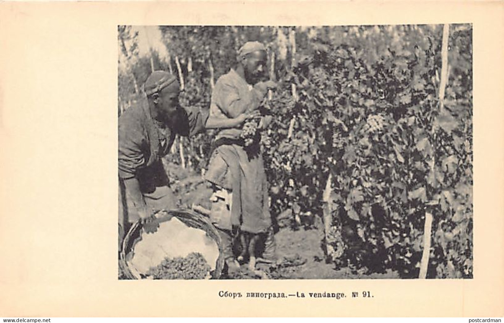 Uzbekistan - The grape harvest