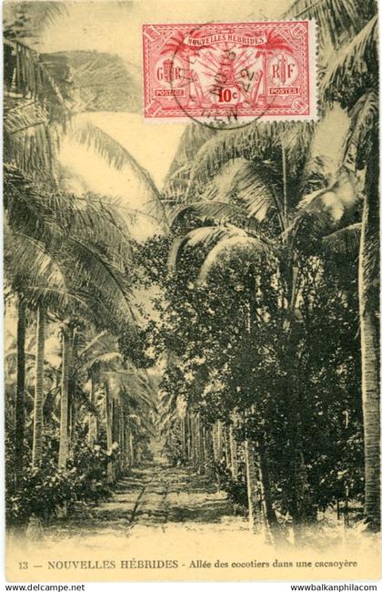 New Hebrides Vanuatu Cocoa Coconut Trees 1922