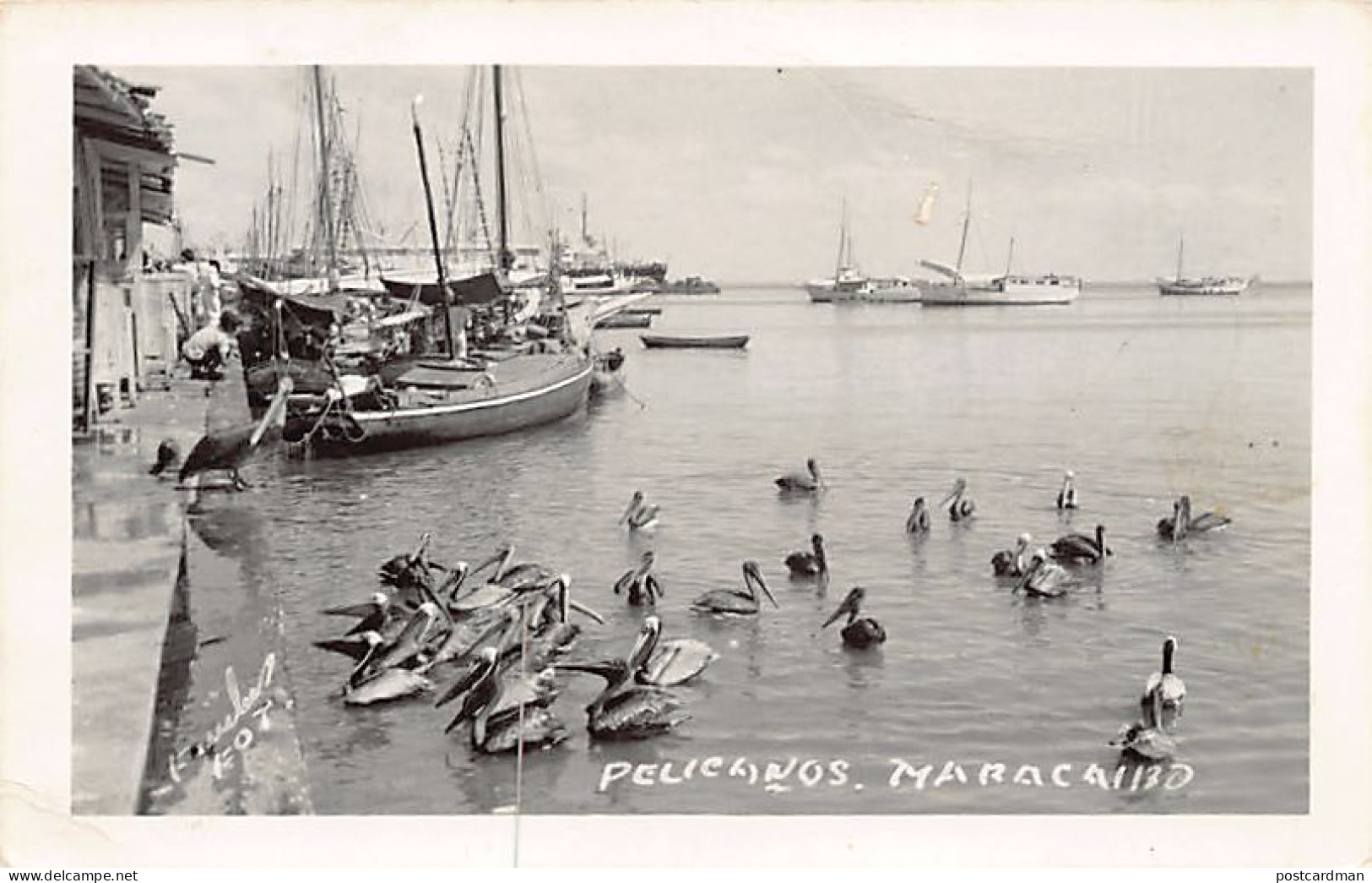 Venezuela - MARACAIBO - Pelicanos - Ed. desconocido