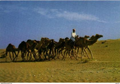 PC U.A.E. , CAMEL CARAVAN, Modern Postcard (b22469)