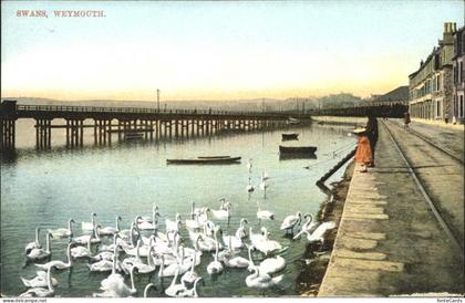 Weymouth Dorset Swans