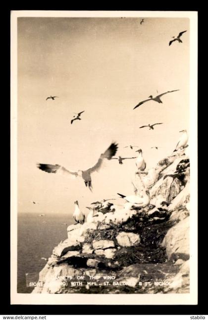 ROYAUME-UNI - ECOSSE - CANNETS