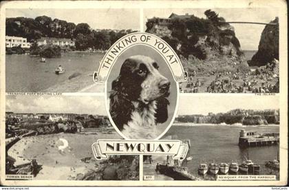 Newquay Hund