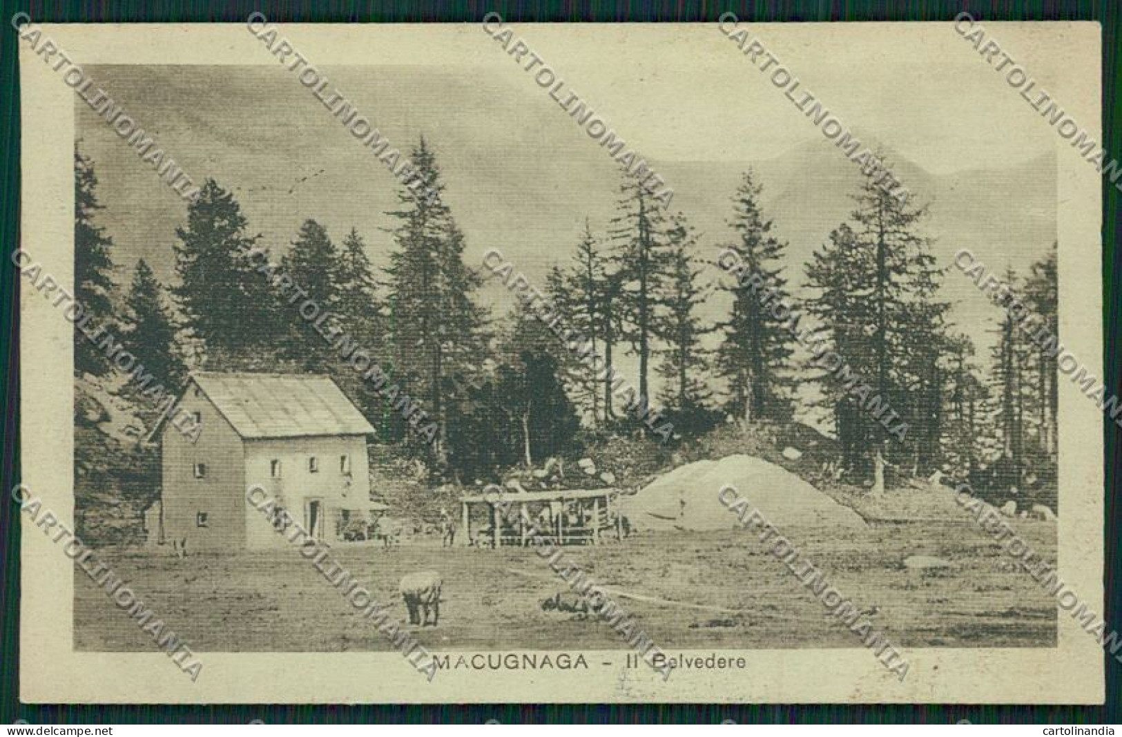 Verbania Macugnaga cartolina QQ5447