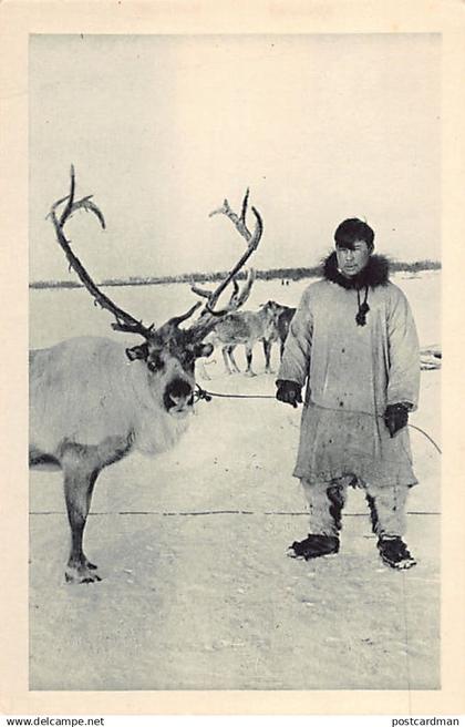 Usa - ALASKA - Reindeer