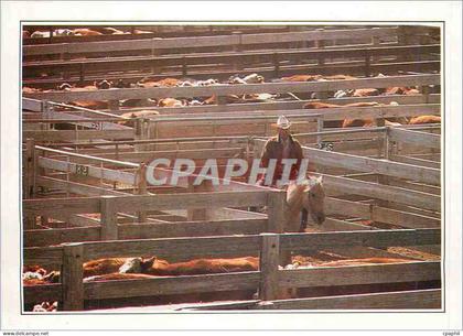 CPM Amarillo Troupeau au corral