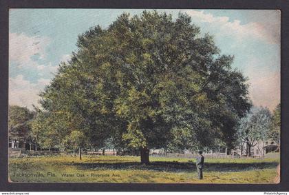 Postcard, United States, Jacksonville FL, Water Oak Riverside Ave