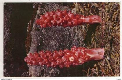 AK 261291 USA - Kings Canyon - Snow Plant