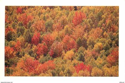 Etats-Unis - Franconia - Autumn - white mountains - CPM - Voir Scans Recto-Verso