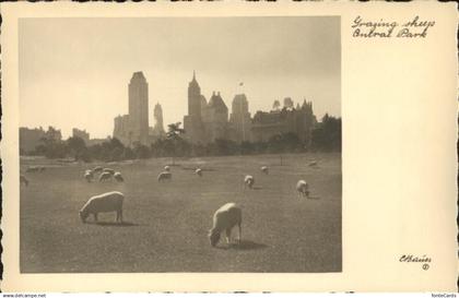New York City Central Park sheeps