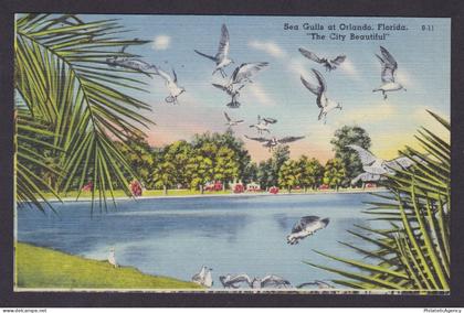 Postcard, United States, Orlando FL, Sea Gulls at Orlando