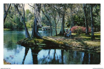 Silver Springs, Along Silver River, scène de Floride animée, CPA, États-Unis