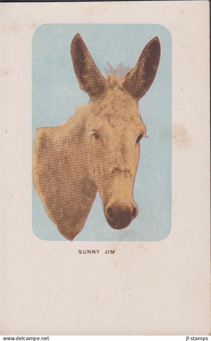 1905. USA. Postcard SUNNY JIM. Donkey.  - JF444330