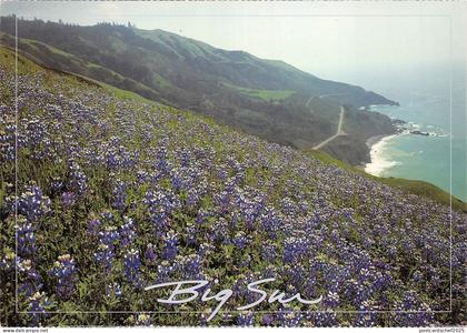 BF1187 spring wildflowers and the big sur coast  California