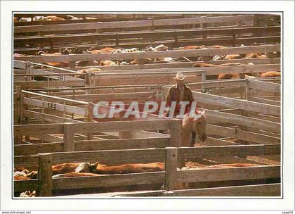 CPM USA Amarillo troupeau au corral
