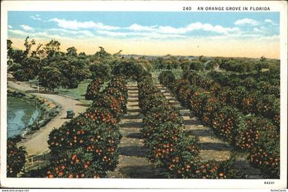 Orange Groves