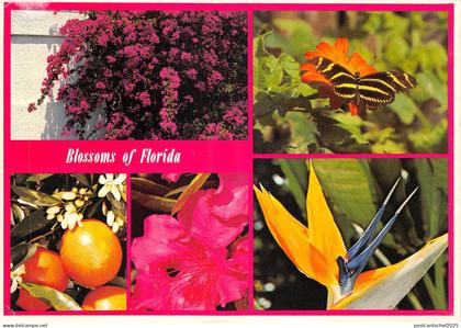 US11 USA FL Blossom of Florida multi view 1992
