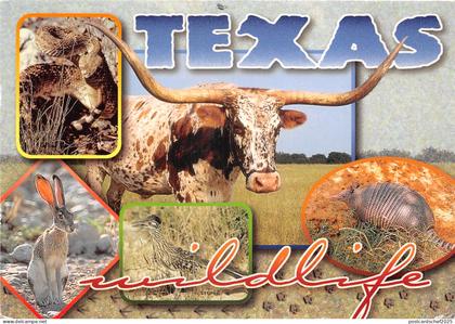 US7 USA TX Texas wildlife multi view