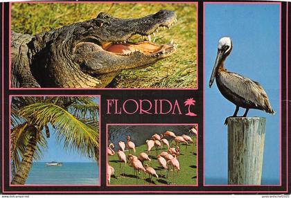 US9 USA FL Florida biosphere crocodile pelicans flamingo sailboat 1990