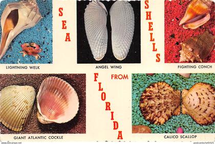 US9 USA FL Florida sea-shell collection 1980