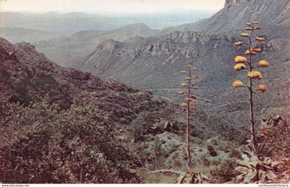 [-10%] ETATS UNIS - Texas - Big Bend National park - The maguey or century plant with candelabrum... - Carte postale
