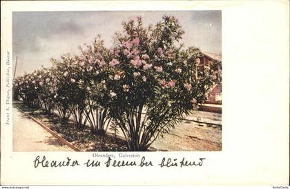 Galveston Texas Oleanders