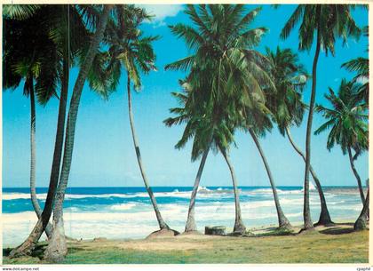 CPM Tropical Florida Palms and Surf