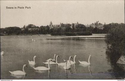 Poole Dorset Swans Park