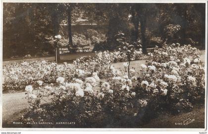 "Roses" Valley Gardens - Harrogate