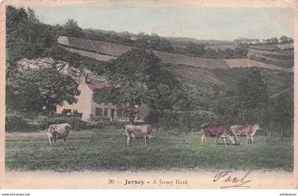 ILES DE LA MANCHE  JERSEY A jersey Herd