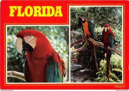 US12 USA FL Florida Macaws multi view fauna 1991