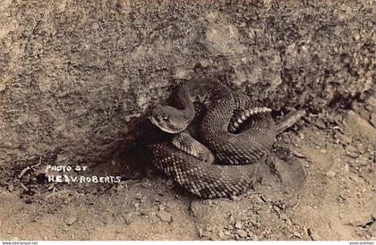 Usa - Sequoia and Kings Canyon National Parks (CA) Snake - REAL PHOTO Henry E. Roberts