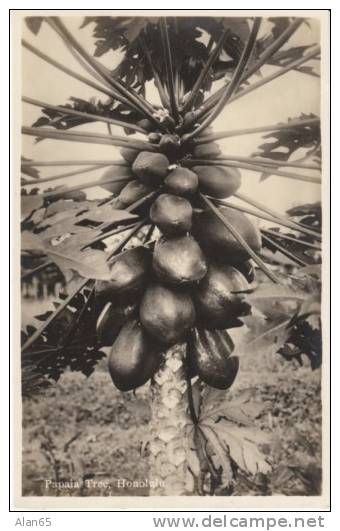 Honolulu HI Hawaii, Papaia Papaya Tree & Fruit, c1930s/40s? Vintage Real Photo Postcard
