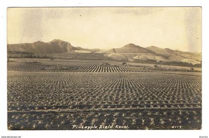 PHOTO CARD HAWAI Pineapple field  KAUAI