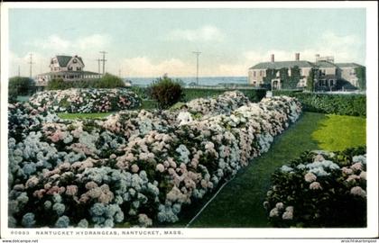 CPA Nantucket Massachusetts USA, Nantucket Hortensien