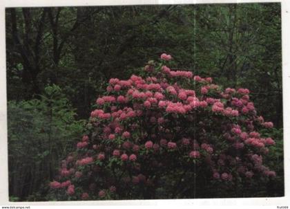 AK 258461 USA - Catawba Rhododendron ... are commonplace throughout the Smokies
