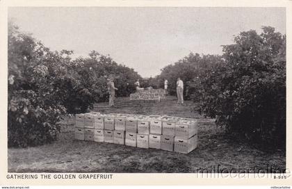 * HARLINGEN - Gathering the Golden Grapefruit
