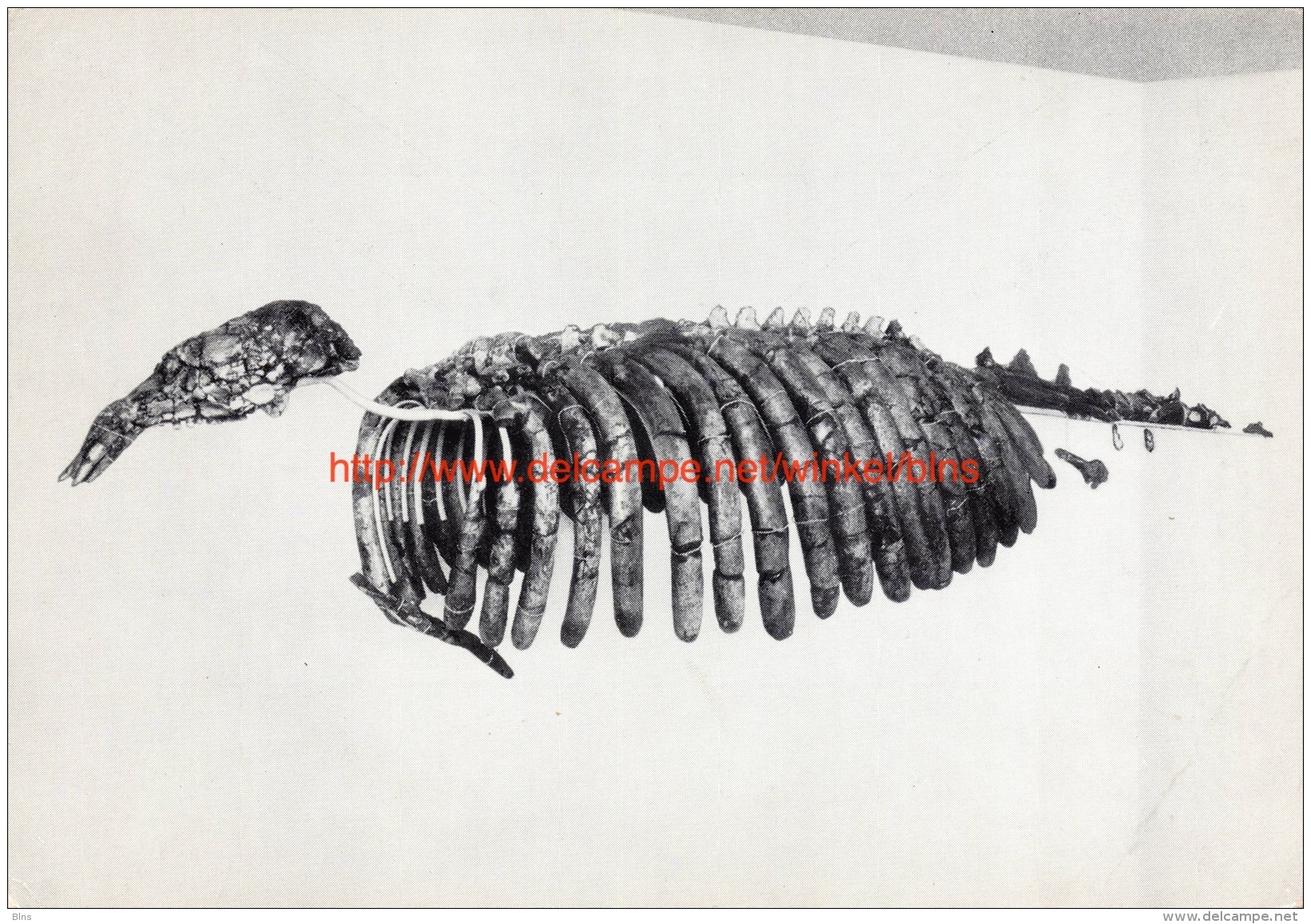 Vertébrés fossiles - Dugong de Boom - Institut royal des Sciences naturelles de Belgique - Brussel-Musea