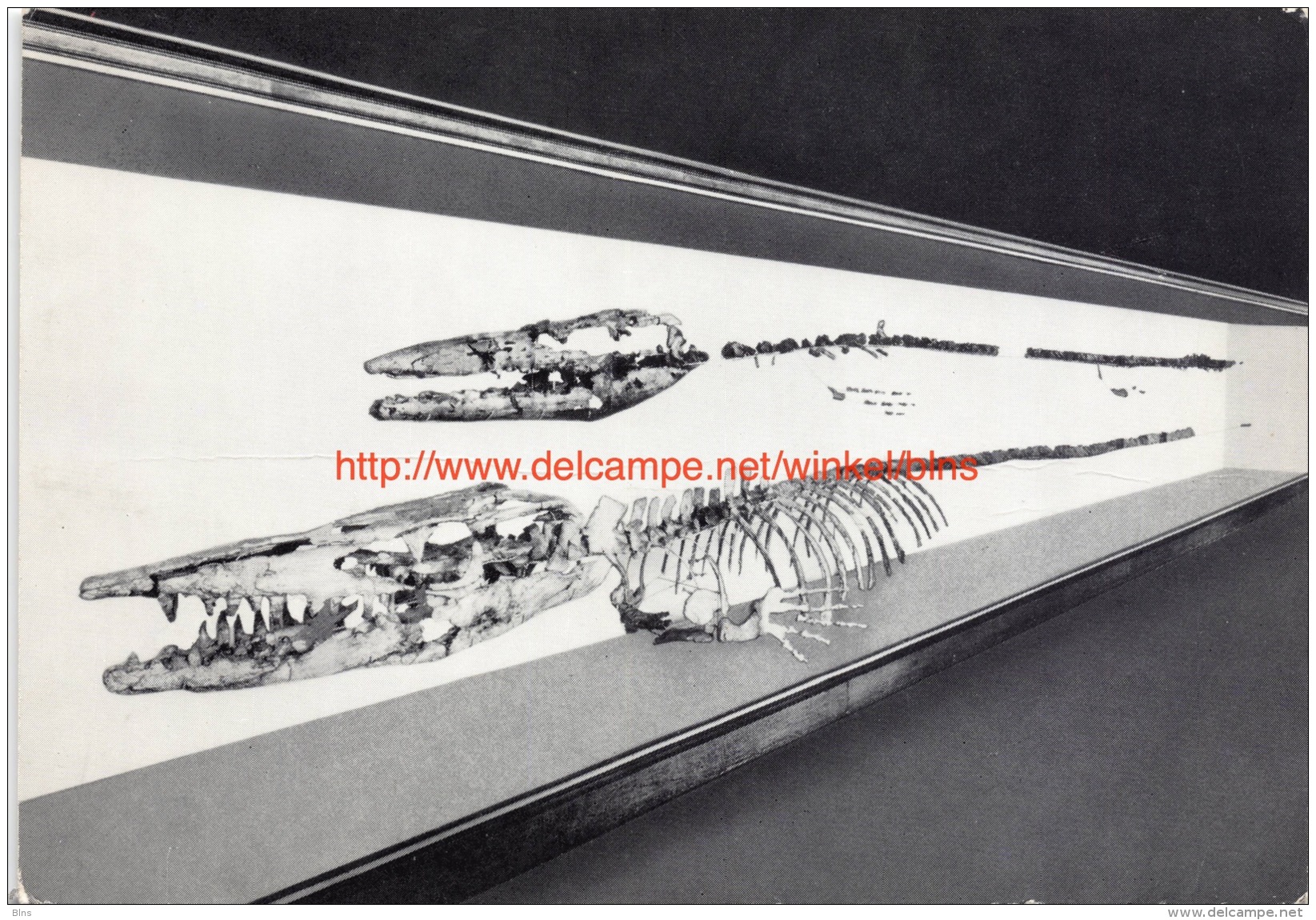 Vertébrés fossiles - Hainosaurus - Institut royal des Sciences naturelles de Belgique - Brussel-Musea