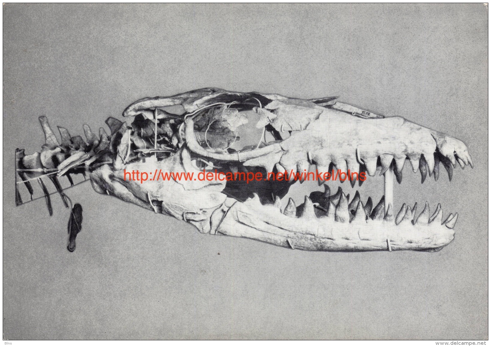 Vertébrés fossiles - Prognathosaure - Institut royal des Sciences naturelles de Belgique - Brussel-Musea